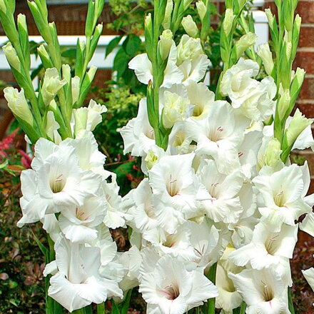 Mečík White Prosperity