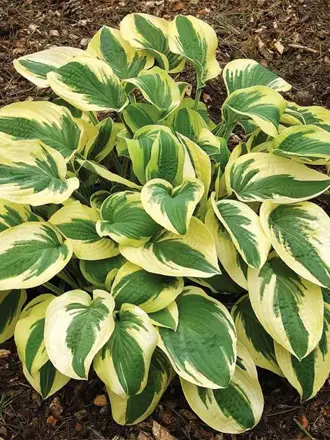 Hosta Wide Brim