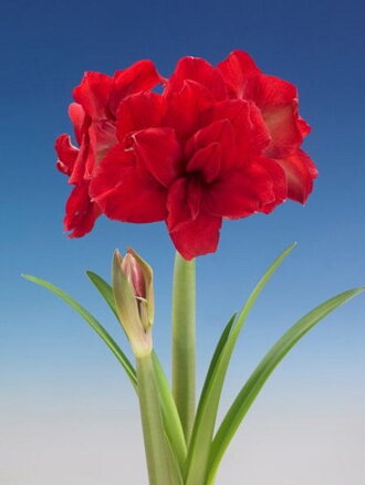 Hvězdník - Amaryllis Amarantia