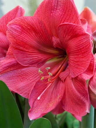 Hvězdník - Amaryllis Hercules