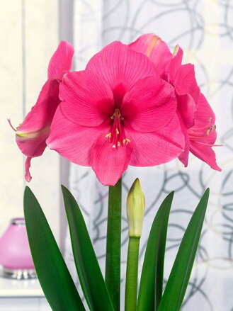 Hvězdník - Amaryllis Pinc rival