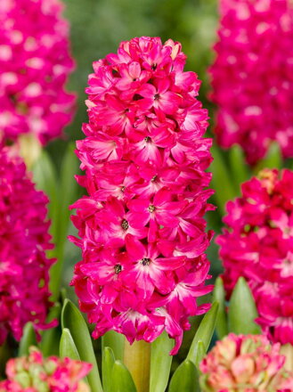 Hyacint Scarlet pearl