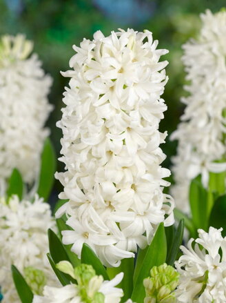 Hyacint White pearl