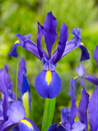 Kosatec Blue magic (hollandica)