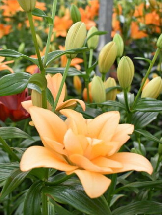 Lilie Charming beauty