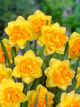Narcis Apotheose 