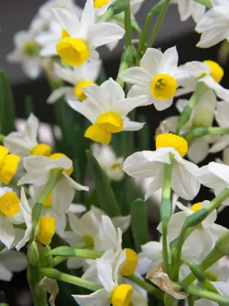 Narcis Canaliculatus