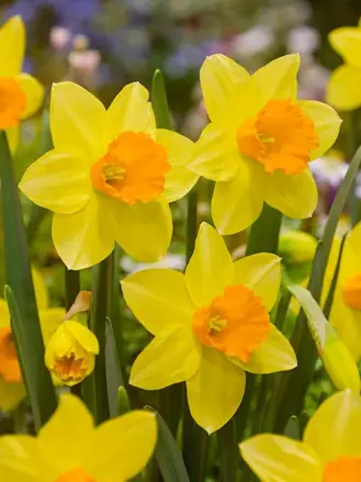 Narcis Fortune