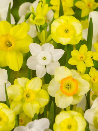 Narcis - Směs botanických odrůd 