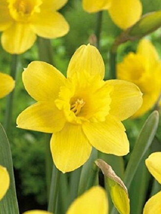Narcis Barenwyn 