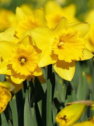 Narcis California 