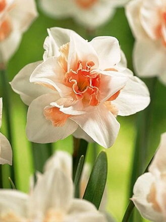Narcis Replete 
