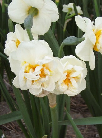 Narcis The Bride
