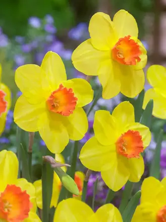 Narcis Red Devon