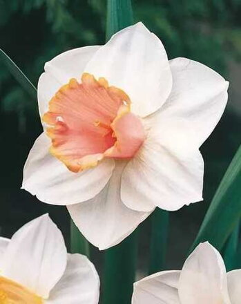 Narcis Salome 