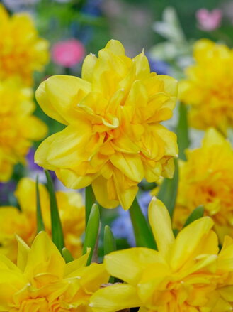 Narcis Tete boucle 