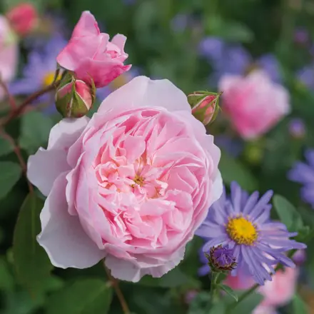 Anglická růže Wisley 2008