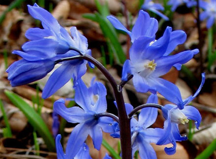 Ladonička modrá - Chionodoxa