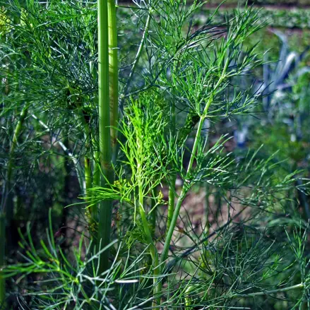 Bio kopr