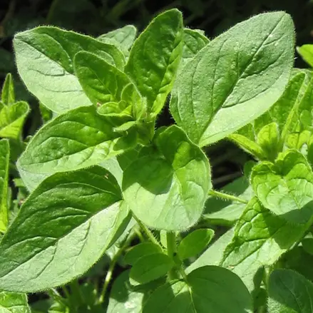 Bio oregano - dobromysl