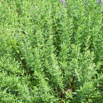 Bio saturejka horská - vytrvalá