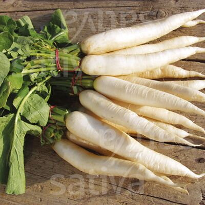 Bio ředkev DAIKON