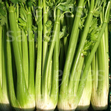 Bio řapíkatý celer TALL UTAH