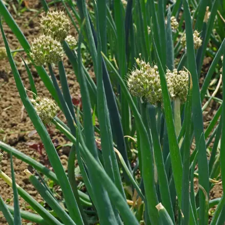 Bio cibule zimní Velšská