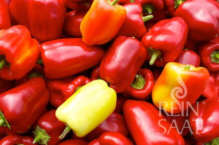 Bio paprika Albaregia