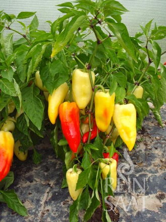 Bio paprika Ferenc Tender