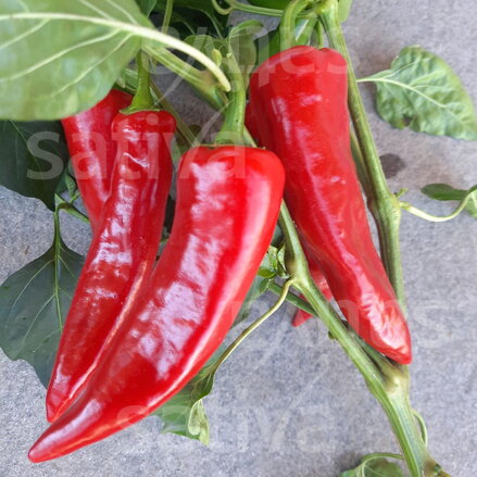Bio chilli paprika Gorria