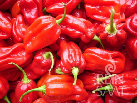 Bio chilli paprika Habanero Tropical Red