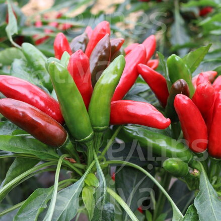 Bio chilli paprika Positano 