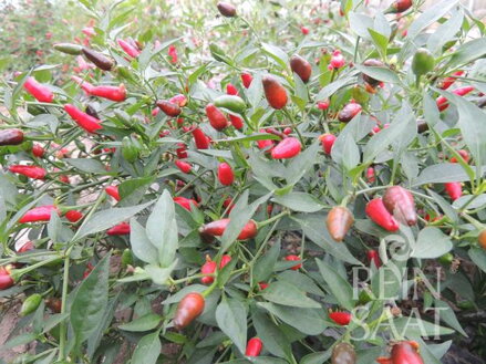 Bio chilli paprika Thai Chili