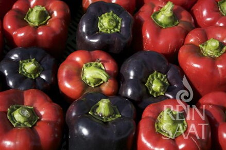 Bio paprika Violetta