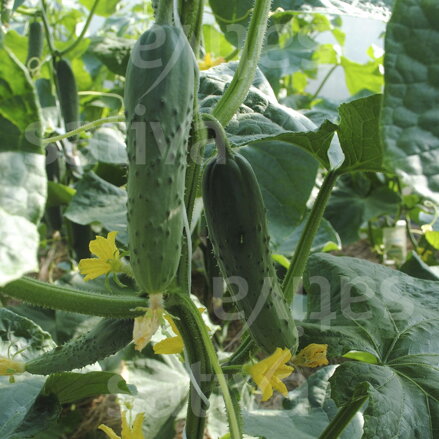Bio okurka salátová Marketmore