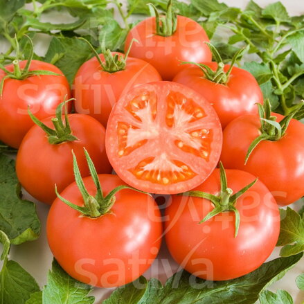 Bio rajče Rose de Berne