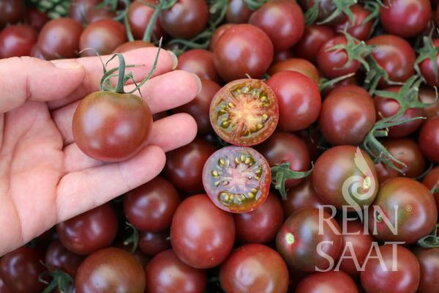 Bio rajče Black Cherry