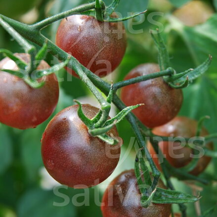 Bio rajče Black Cherry