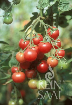 Bio rajče Brandywine Sherry