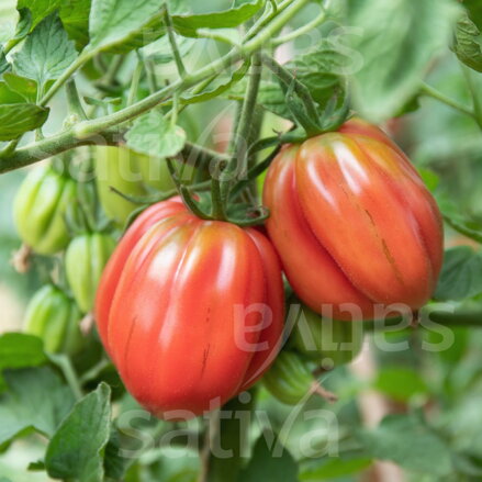 Bio rajče Cuor di Bue Albenga