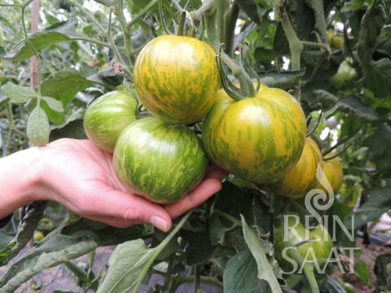 Bio rajče Green Zebra
