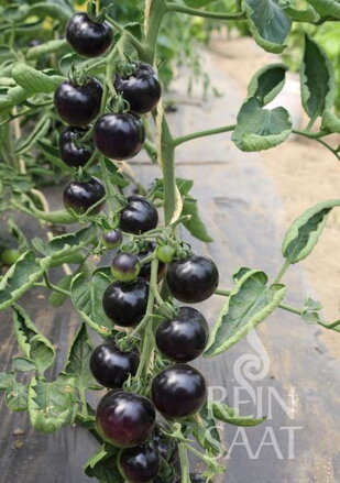 Bio rajče Indigo Rose
