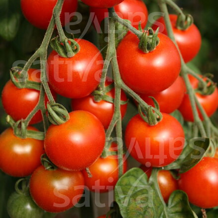 Bio rajče Zuckertraube RS