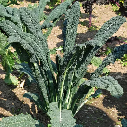 Bio listová kapusta Cavolo Nero di Toscana
