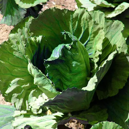 Bio bílé zelí Marner Lagerweiß