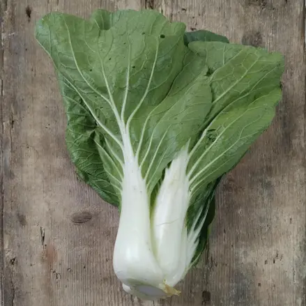 Bio čínské zelí bok choy Tai Sai