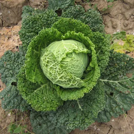 Bio kapusta Vertus