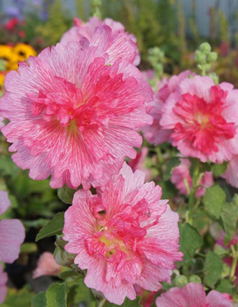 Slezová růže Spring Celebrities Rose
