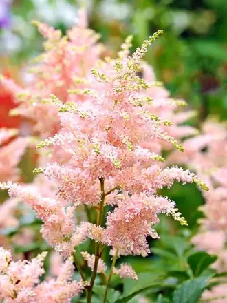 Čechrava japonská Peach Blossom